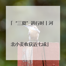 “三夏”进行时丨河北小麦收获近七成