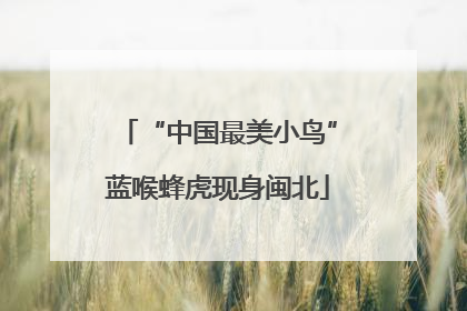 “中国最美小鸟”蓝喉蜂虎现身闽北