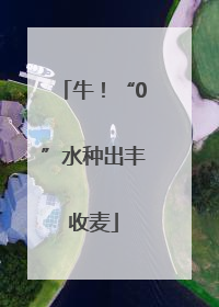 牛！“0”水种出丰收麦