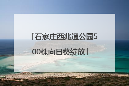 石家庄西兆通公园500株向日葵绽放