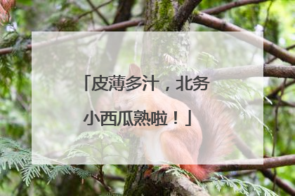 皮薄多汁，北务小西瓜熟啦！
