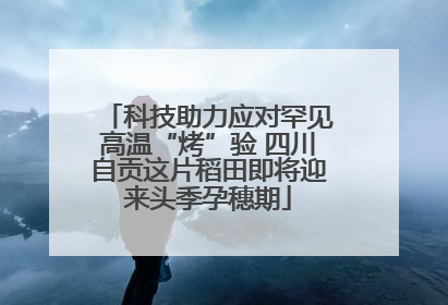 科技助力应对罕见高温“烤”验 四川自贡这片稻田即将迎来头季孕穗期