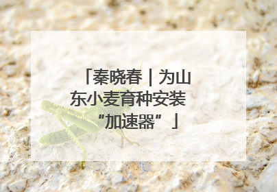 秦晓春｜为山东小麦育种安装“加速器”