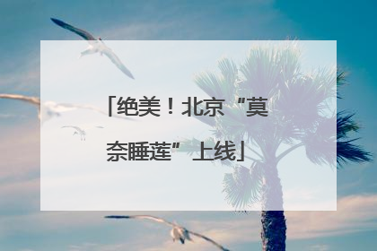 绝美！北京“莫奈睡莲”上线