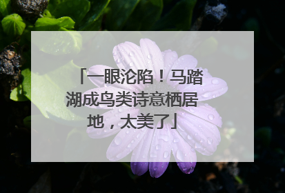 一眼沦陷！马踏湖成鸟类诗意栖居地，太美了