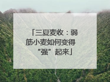 三夏麦收：弱筋小麦如何变得“强”起来