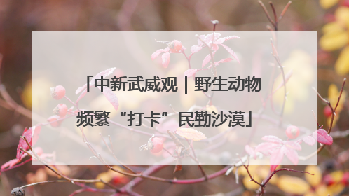 中新武威观｜野生动物频繁“打卡”民勤沙漠