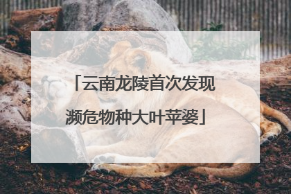 云南龙陵首次发现濒危物种大叶苹婆