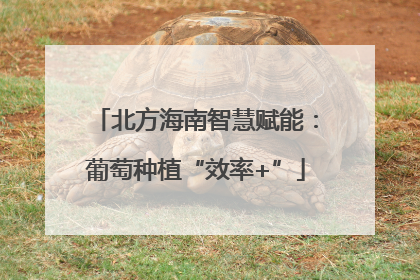 北方海南智慧赋能：葡萄种植“效率+”