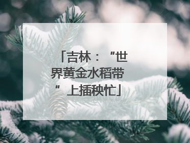 吉林：“世界黄金水稻带”上插秧忙