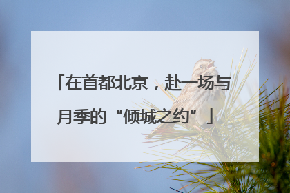 在首都北京，赴一场与月季的“倾城之约”