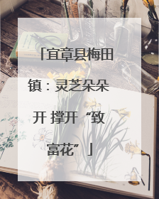 宜章县梅田镇：灵芝朵朵开 撑开“致富花”