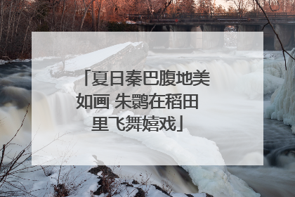 夏日秦巴腹地美如画 朱鹮在稻田里飞舞嬉戏