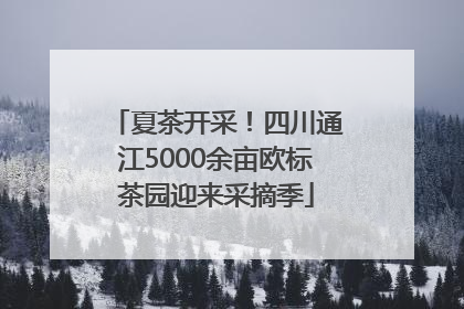 夏茶开采！四川通江5000余亩欧标茶园迎来采摘季