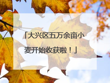 大兴区五万余亩小麦开始收获啦！