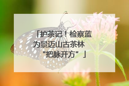 护茶记！检察蓝为景迈山古茶林 “把脉开方”