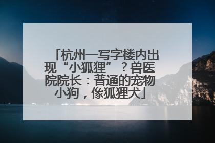 杭州一写字楼内出现“小狐狸”？兽医院院长：普通的宠物小狗，像狐狸犬
