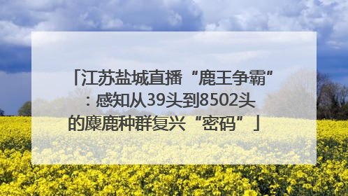 江苏盐城直播“鹿王争霸”：感知从39头到8502头的麋鹿种群复兴“密码”