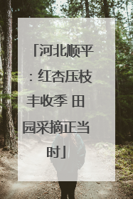 河北顺平:红杏压枝丰收季 田园采摘正当时