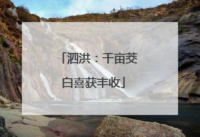 泗洪：千亩茭白喜获丰收