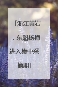 浙江黄岩：东魁杨梅进入集中采摘期