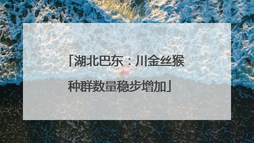 湖北巴东：川金丝猴种群数量稳步增加
