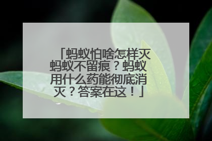 蚂蚁怕啥怎样灭蚂蚁不留痕？蚂蚁用什么药能彻底消灭？答案在这！