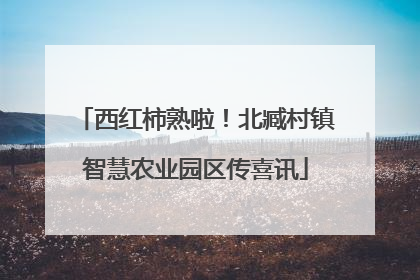 西红柿熟啦！北臧村镇智慧农业园区传喜讯