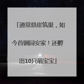 通常悬崖筑巢，如今首钢园安家！还孵出10只萌宝宝