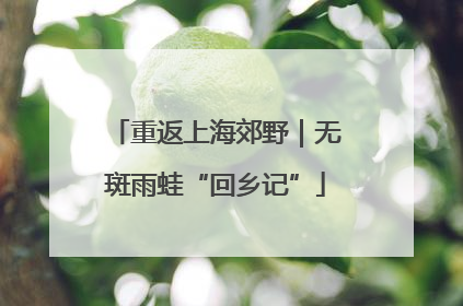 重返上海郊野｜无斑雨蛙“回乡记”