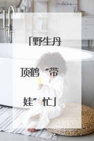 野生丹顶鹤“带娃”忙