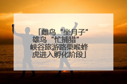 雌鸟“坐月子”雄鸟“忙捕猎” 峡谷旅游路栗喉蜂虎进入孵化阶段
