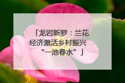 龙岩新罗：兰花经济激活乡村振兴“一池春水”