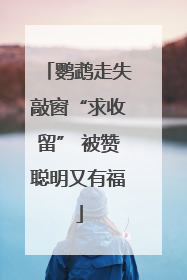 鹦鹉走失敲窗“求收留” 被赞聪明又有福