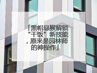 黑帽悬猴解锁“干饭”新技能，原来是园林师的神操作