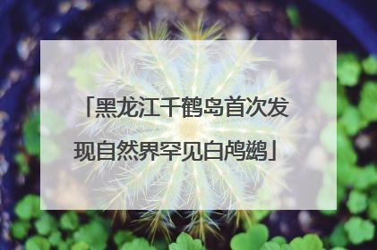 黑龙江千鹤岛首次发现自然界罕见白鸬鹚