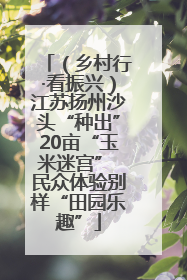 （乡村行·看振兴）江苏扬州沙头“种出”20亩“玉米迷宫” 民众体验别样“田园乐趣”