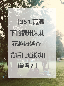 35℃高温下的福州茉莉花越热越香 背后门道你知道吗？
